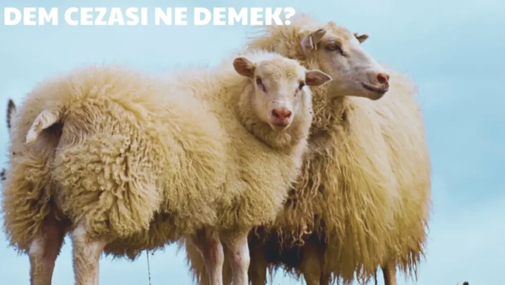 dem cezası, kurban cezası, ihram cezası