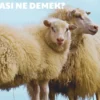 dem cezası, kurban cezası, ihram cezası