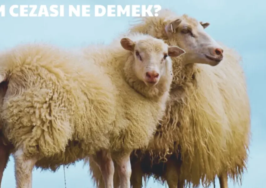 dem cezası, kurban cezası, ihram cezası